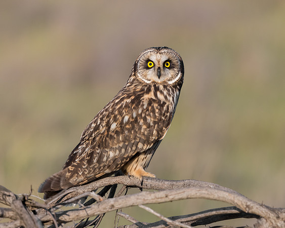 23. Short-eared Owl