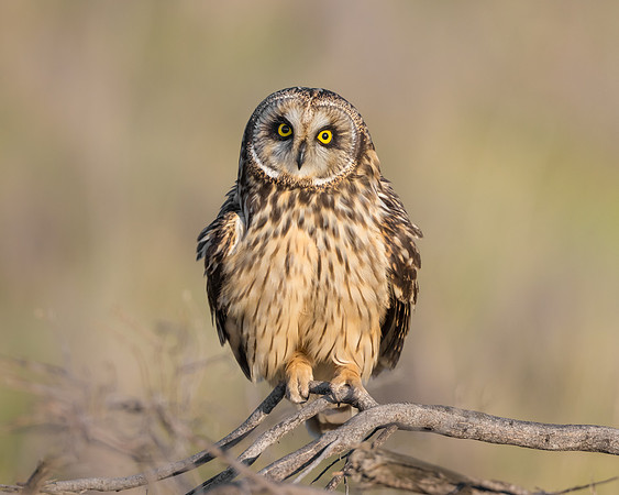 24. Short-eared Owl