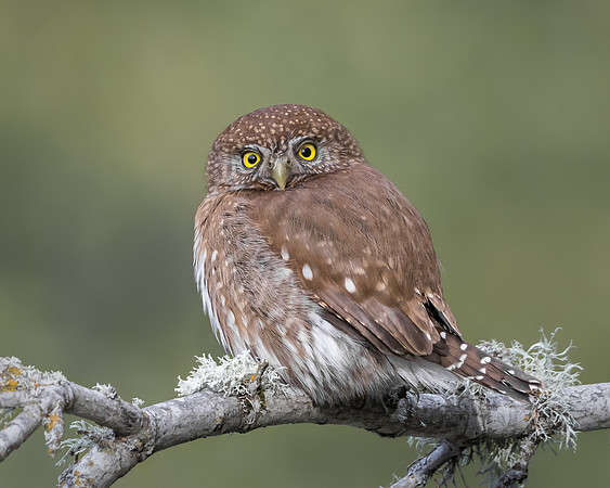 33. Northern Pygmy Owl