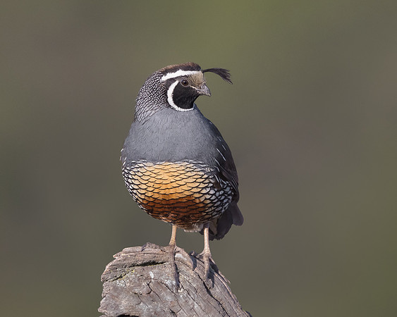 35. California Quail
