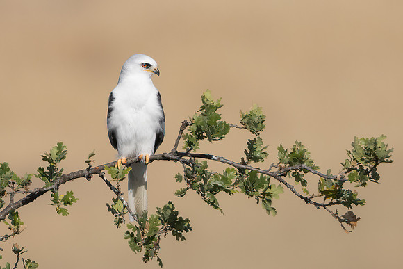 36. White-tailed Kite