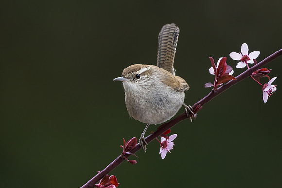 1. Bewick's Wren