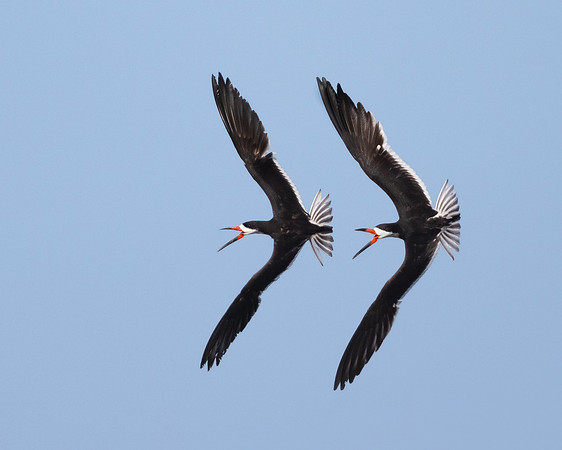 30. Black Skimmers