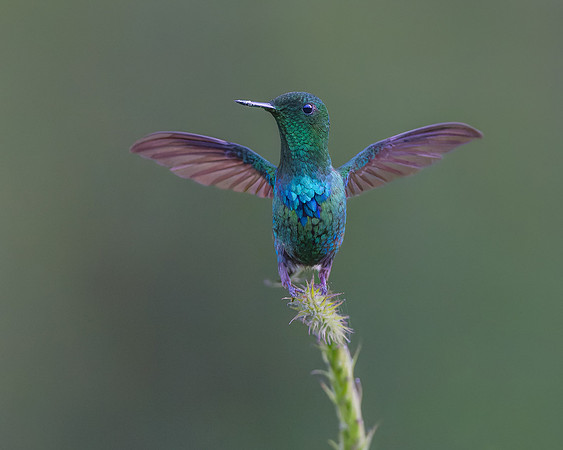 A Green Thorntail perching briefly on verbena stem