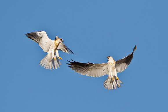 White-tailed Kites, juveniles bickering