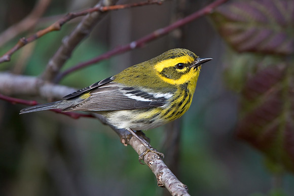 Townsend's Warbler