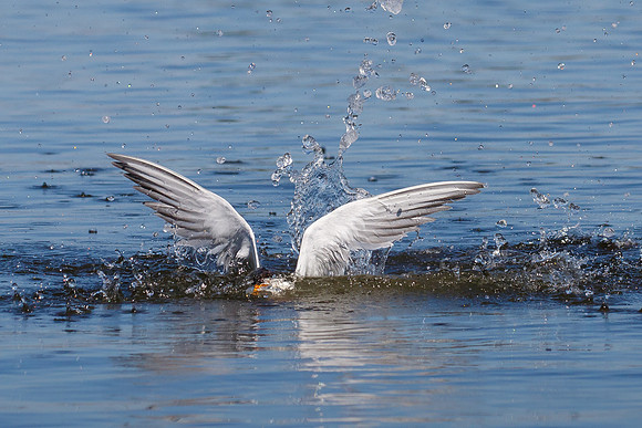 Forster's Tern, diving for fish