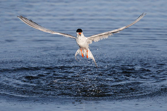Forster's Tern, emerging from water without a fish