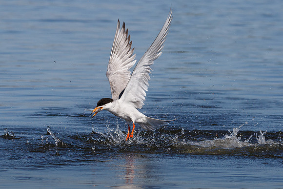 Forster's Tern, emerging from water with fish
