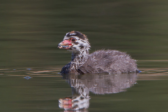Pied-billed Grebe, juvenile