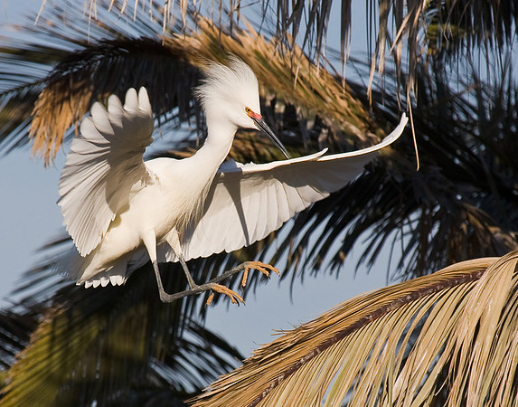 Snowy Egret