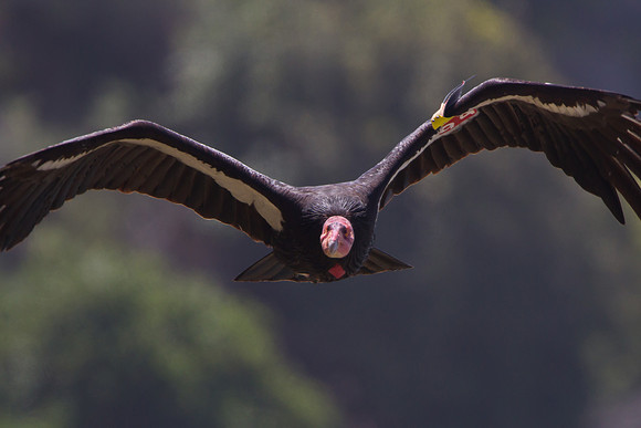 California Condor