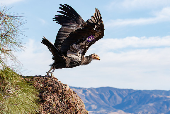 California Condor