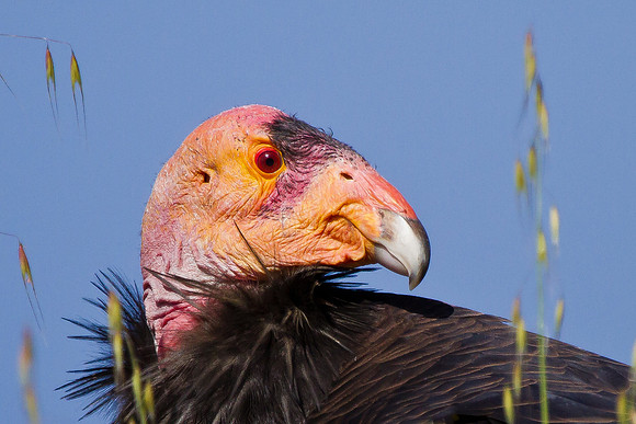 Close-up photo of California Condor -- head shot