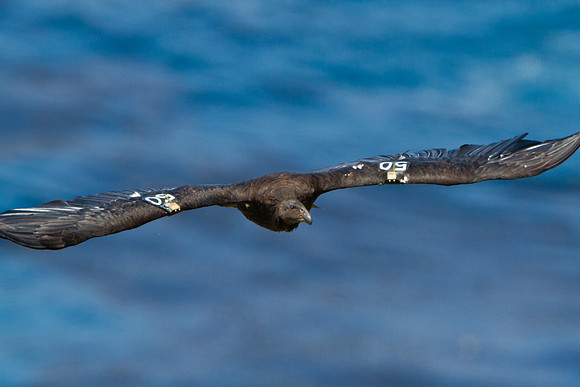 California Condor