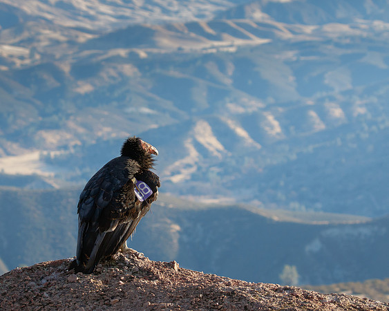 California Condor