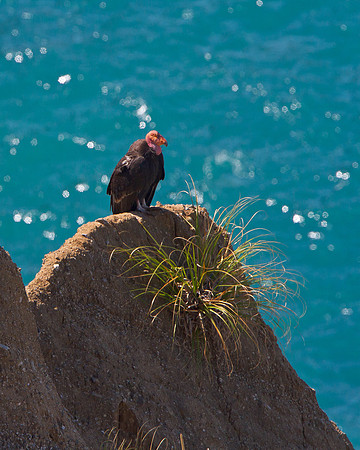 California Condor