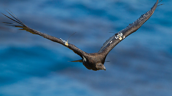 California Condor