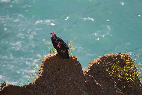 California Condor
