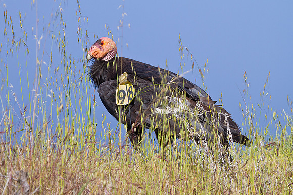 California Condor
