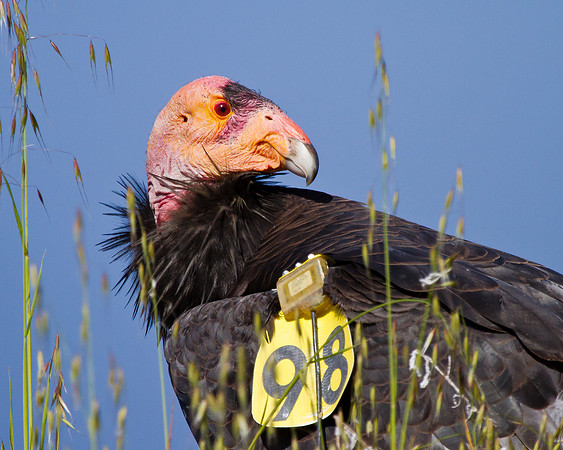 California Condor