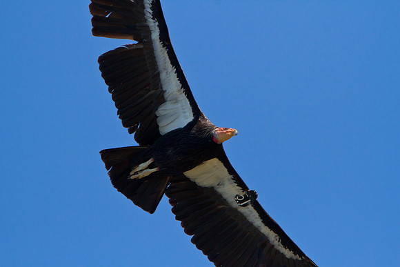 California Condor
