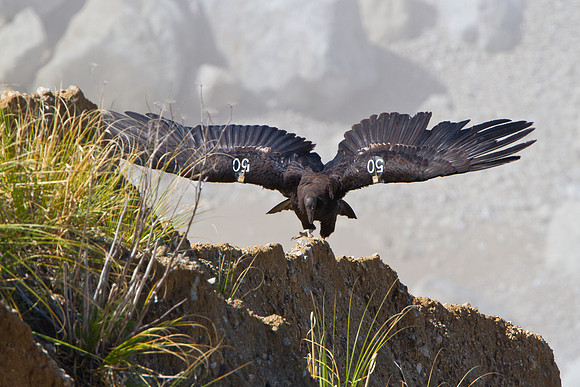 California Condor