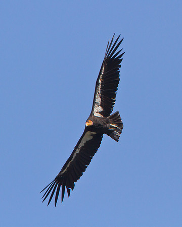 California Condor