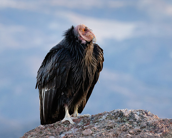 California Condor