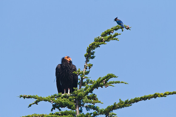 California Condor & Steller's Jay