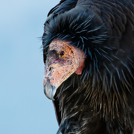 California Condor