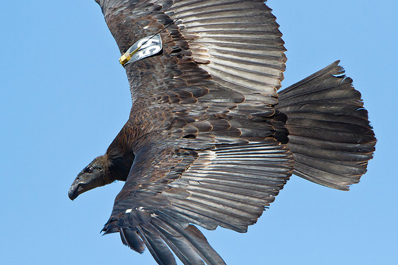 California Condor