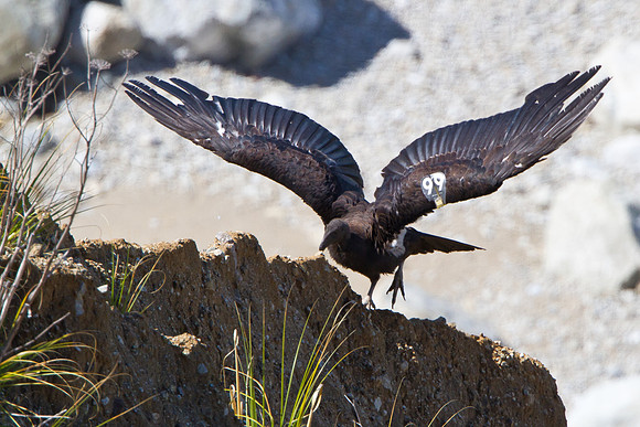 California Condor