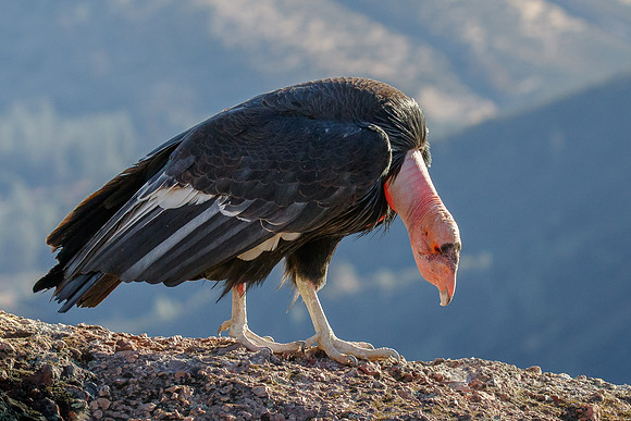 California Condor
