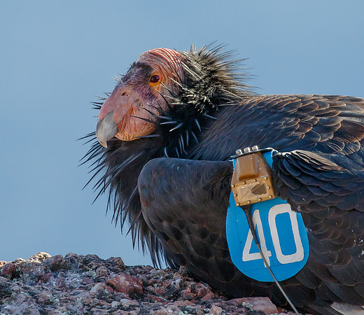 California Condor