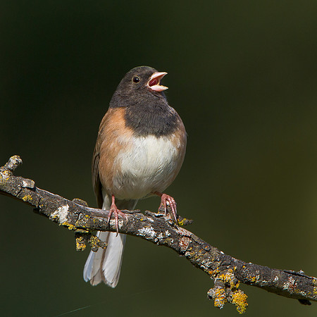 Dark-eyed Junco singing