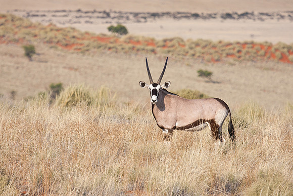 Gemsbok (Southern Oryx)