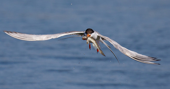 Forster's Tern