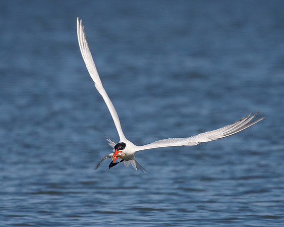 Caspian Tern