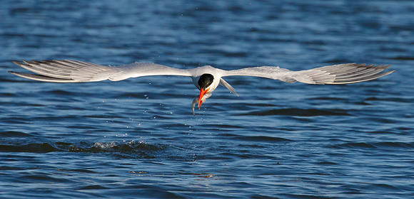 Caspian Tern
