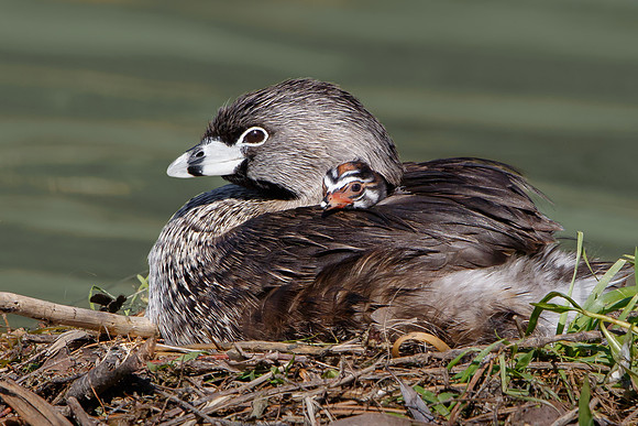 Pied-billed Grebe, with chick