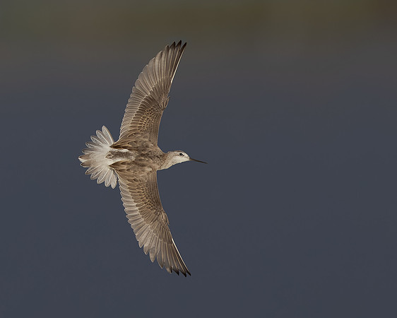 Wilson's Phalarope