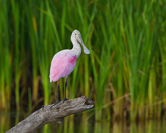 Roseate Spoonbill