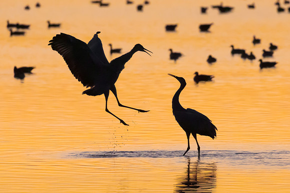 Sandhill Cranes