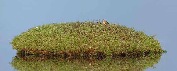 Least Sandpiper