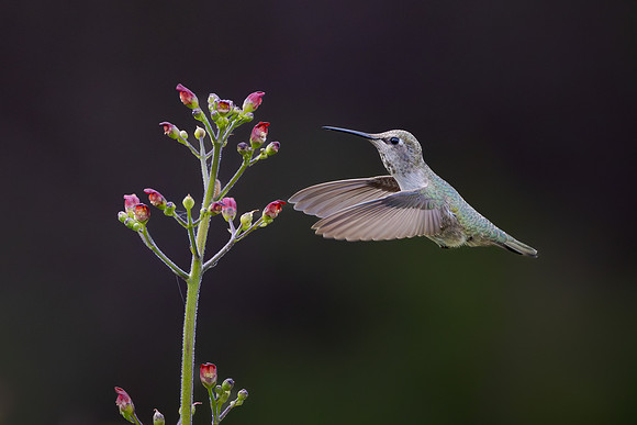 Anna's Hummingbird