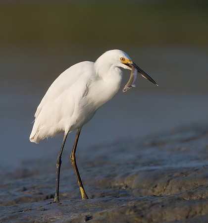 Snowy Egret, with fish