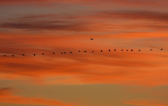 Sandhill Cranes