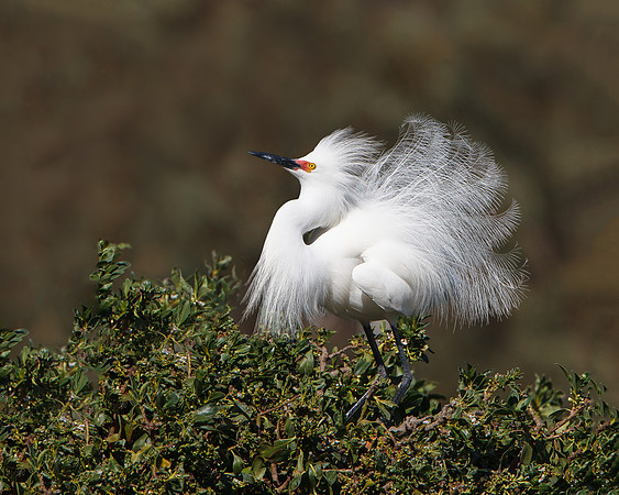 Snowy Egret