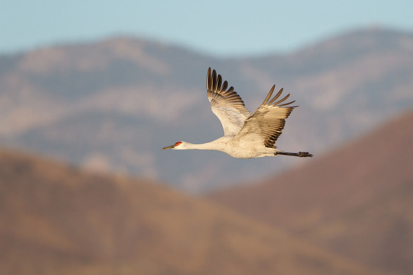 Crane pools
